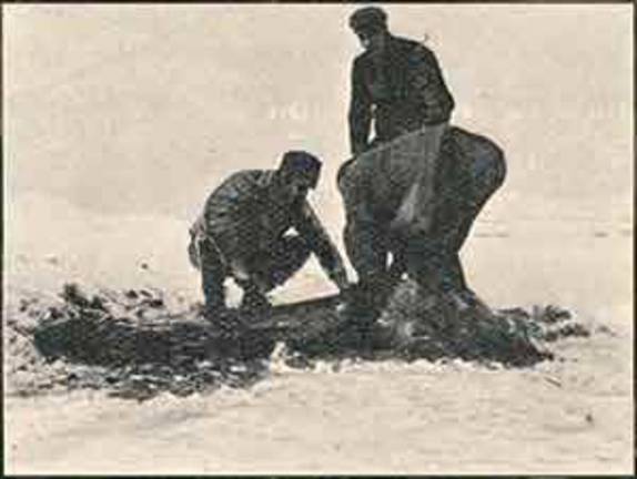Homens matam e tiram a pele de uma foca durante a primeira expedição inglesa à Antártida, no final do séc. XIX (foto da internet)